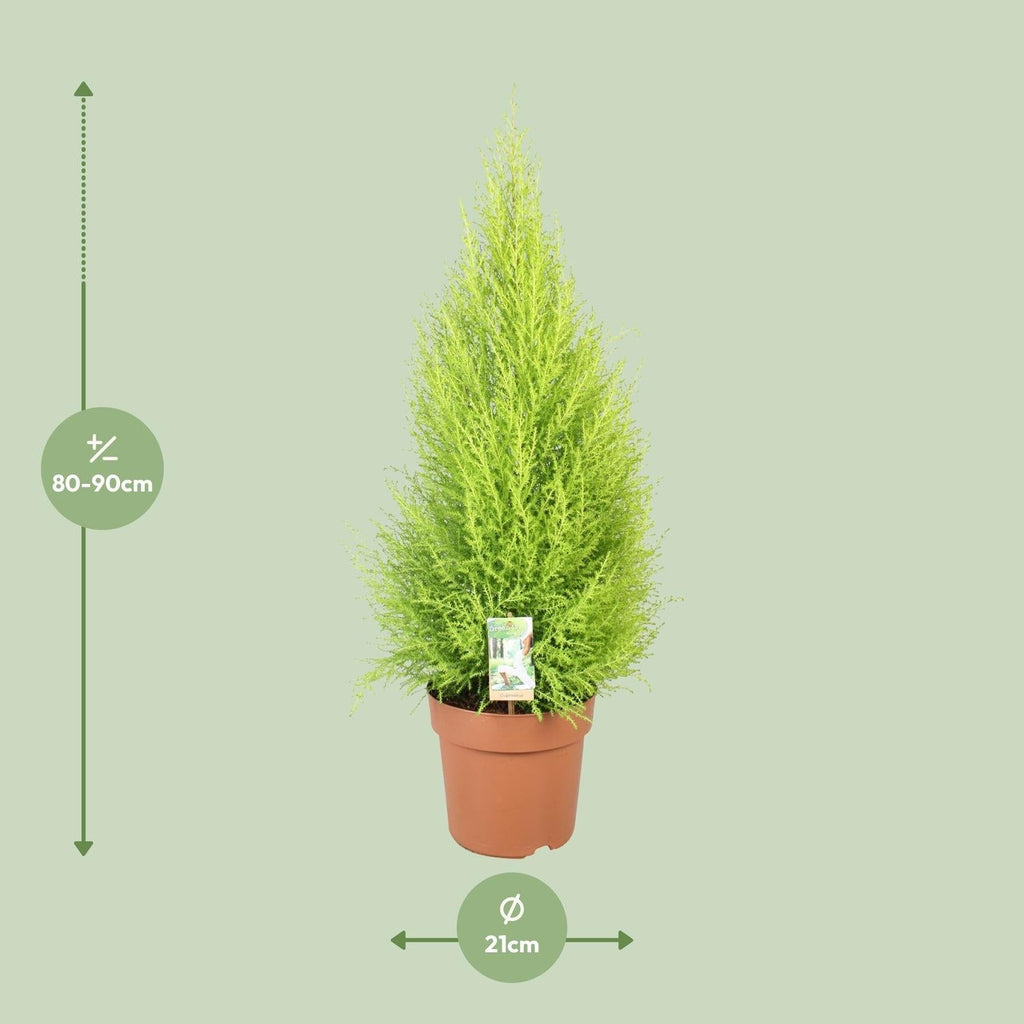 Cupressus Goldcrest 'Wilma' – Zeder – Zimmer – & Gartenpflanze – Ø21cm – Ca. 90cm hoch – Pflegeleichte Immergrüne mit zitronigem Duft
