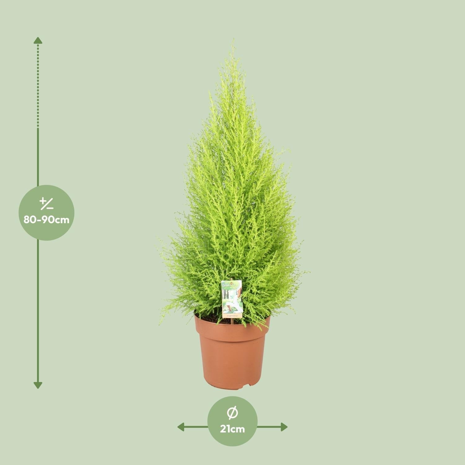 Cupressus Goldcrest 'Wilma' – Zeder – Zimmer – & Gartenpflanze – Ø21cm – Ca. 90cm hoch – Pflegeleichte Immergrüne mit zitronigem Duft