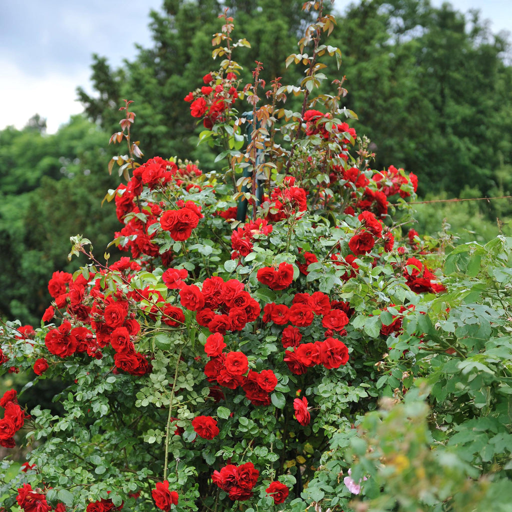 Kletterrose Rosa Red Climber – 2 Pflanzen 11cm – ca. 40cm hoch – Dunkelrote duftende Blüten – pflegeleicht – Ideal für Wände, Zäune & Pergolen