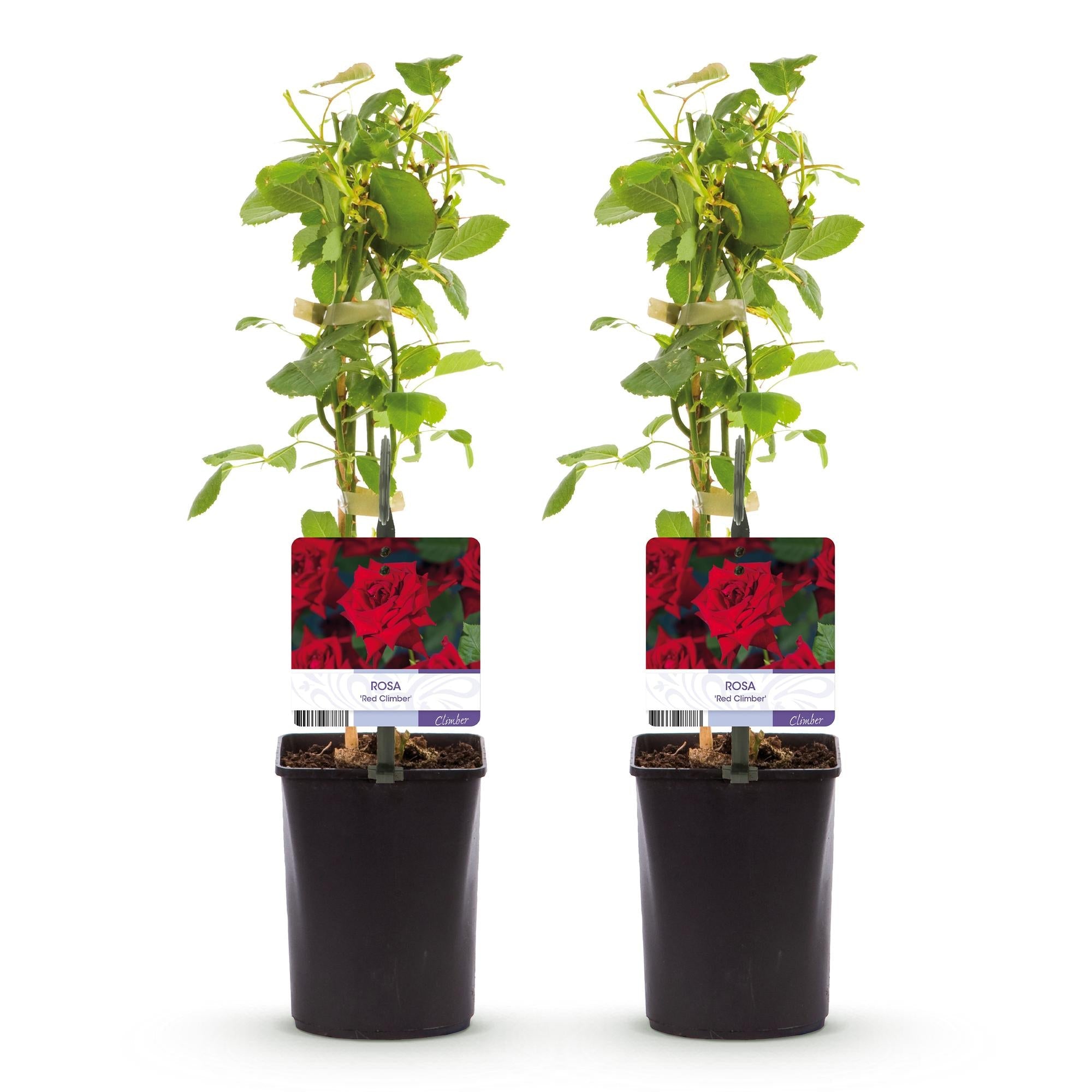 Kletterrose Rosa Red Climber – 2 Pflanzen 11cm – ca. 40cm hoch – Dunkelrote duftende Blüten – pflegeleicht – Ideal für Wände, Zäune & Pergolen