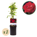 Kletterrose Rosa Red Climber – 2 Pflanzen 11cm – ca. 40cm hoch – Dunkelrote duftende Blüten – pflegeleicht – Ideal für Wände, Zäune & Pergolen