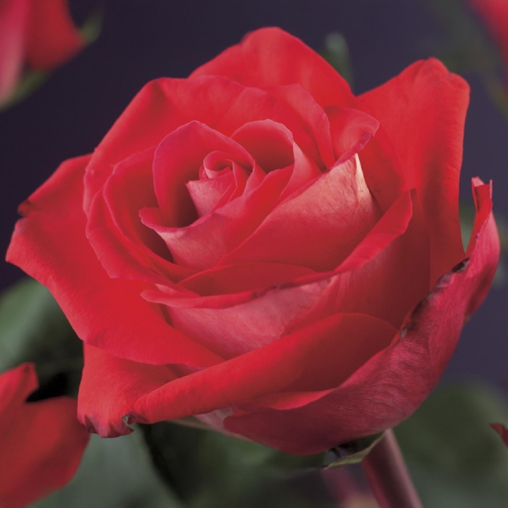 Kletterrose Rosa Red Climber – 2 Pflanzen 11cm – ca. 40cm hoch – Dunkelrote duftende Blüten – pflegeleicht – Ideal für Wände, Zäune & Pergolen