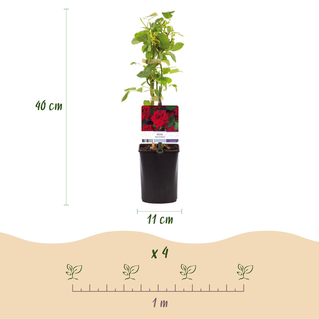 Kletterrose Rosa Red Climber – 2 Pflanzen 11cm – ca. 40cm hoch – Dunkelrote duftende Blüten – pflegeleicht – Ideal für Wände, Zäune & Pergolen