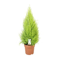 Cupressus Goldcrest 'Wilma' – Zeder – Zimmer – & Gartenpflanze – Ø21cm – Ca. 90cm hoch – Pflegeleichte Immergrüne mit zitronigem Duft