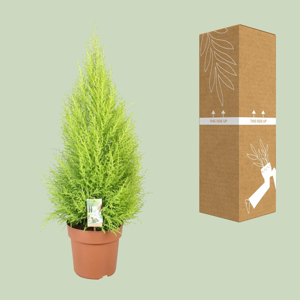 Cupressus Goldcrest 'Wilma' – Zeder – Zimmer – & Gartenpflanze – Ø21cm – Ca. 90cm hoch – Pflegeleichte Immergrüne mit zitronigem Duft