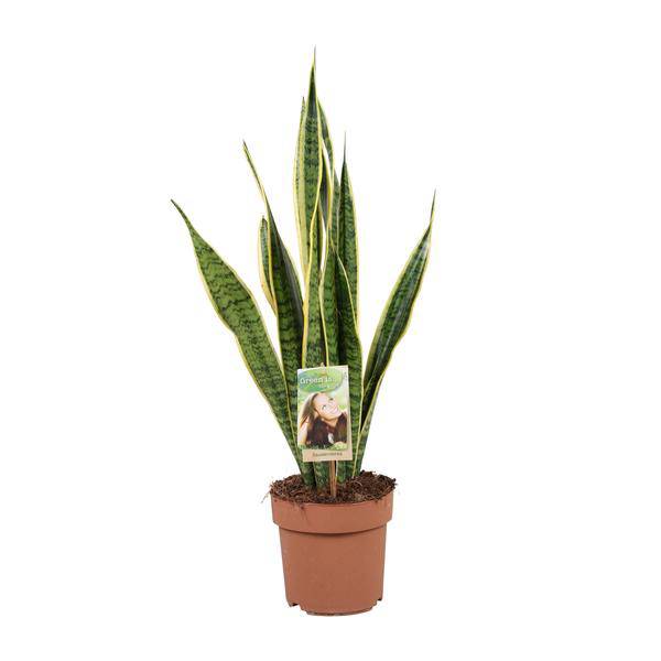 Bogenhanf Sansevieria trifasciata Laurentii Zimmerpflanze Ø17cm ↕60cm – pflegeleichte Grünpflanze für Wohnzimmer, Büro & helle Standorte kaufen