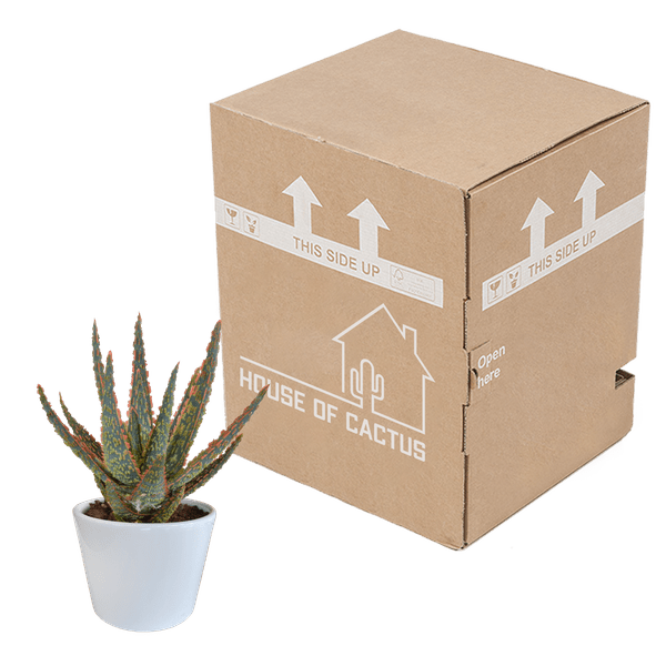 Aloe Zebrina Dannyz – Ø10,5cm Zimmerpflanze im weißen Topf – Sukkulente mit sternförmigen Blättern & orangefarbenen Akzenten