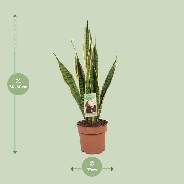 Bogenhanf Sansevieria trifasciata Laurentii Zimmerpflanze Ø17cm ↕60cm – pflegeleichte Grünpflanze für Wohnzimmer, Büro & helle Standorte kaufen