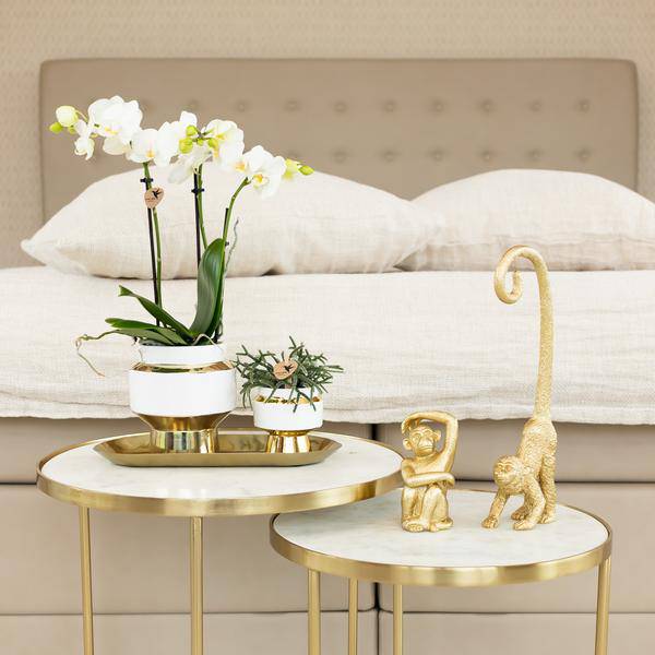 Le Chic Blumentopf Zimmerpflanze Ø9cm mit dekorativem Übertopf – blühende Orchidee für Wohnzimmer, Büro & helle Standorte kaufen