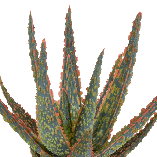 Aloe Zebrina Dannyz – Ø10,5cm Zimmerpflanze im weißen Topf – Sukkulente mit sternförmigen Blättern & orangefarbenen Akzenten
