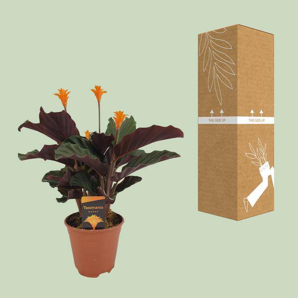 Safran – Korbmarante – Calathea Crocata – Ø14cm – ca. 40cm hoch – Exotische Zimmerpflanze mit auffälligem Blattmuster