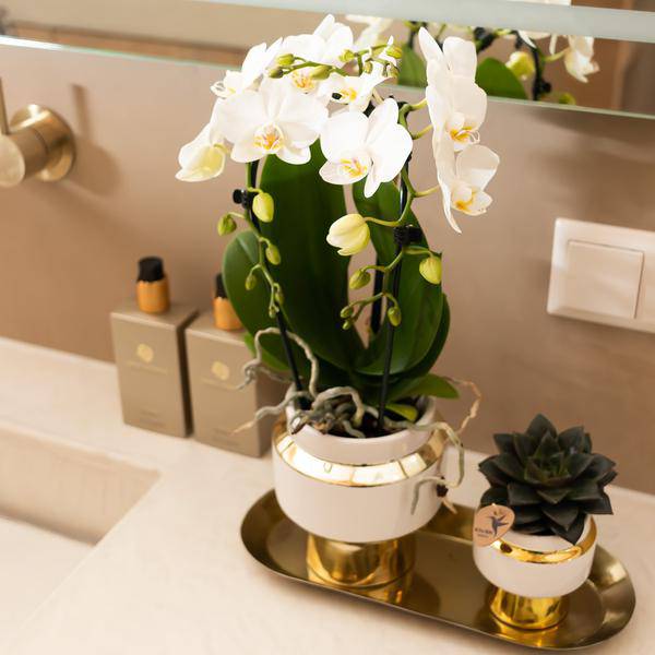 Le Chic Blumentopf Zimmerpflanze Ø9cm mit dekorativem Übertopf – blühende Orchidee für Wohnzimmer, Büro & helle Standorte kaufen