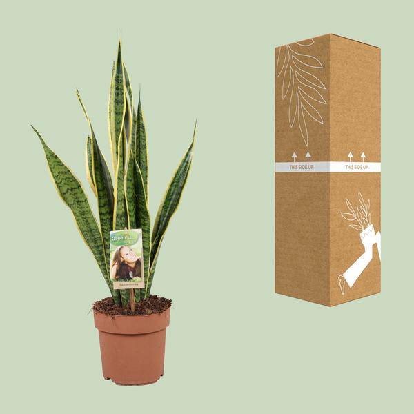 Bogenhanf Sansevieria trifasciata Laurentii Zimmerpflanze Ø17cm ↕60cm – pflegeleichte Grünpflanze für Wohnzimmer, Büro & helle Standorte kaufen