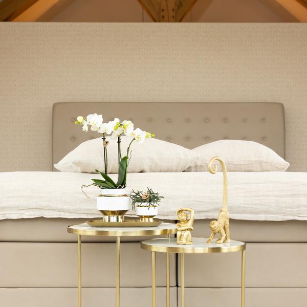Le Chic Blumentopf Zimmerpflanze Ø9cm mit dekorativem Übertopf – blühende Orchidee für Wohnzimmer, Büro & helle Standorte kaufen