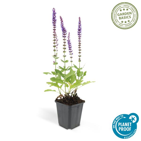Blüten – Salbei Salvia nemorosa 'Ostfriesland' – ↕10-25cm – Ø9cm – 12 Pflanzen – Lila Blüten von Mai – Juni – Pflegeleichte Staude für Garten & Beete