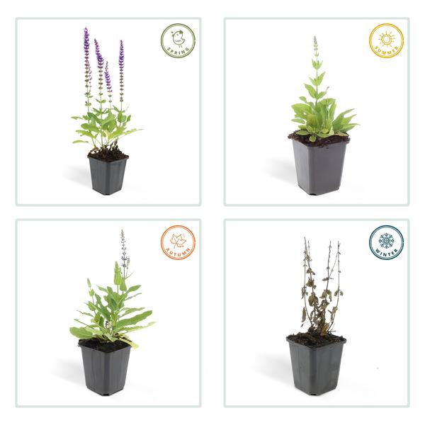 Blüten – Salbei Salvia nemorosa 'Ostfriesland' – ↕10-25cm – Ø9cm – 12 Pflanzen – Lila Blüten von Mai – Juni – Pflegeleichte Staude für Garten & Beete
