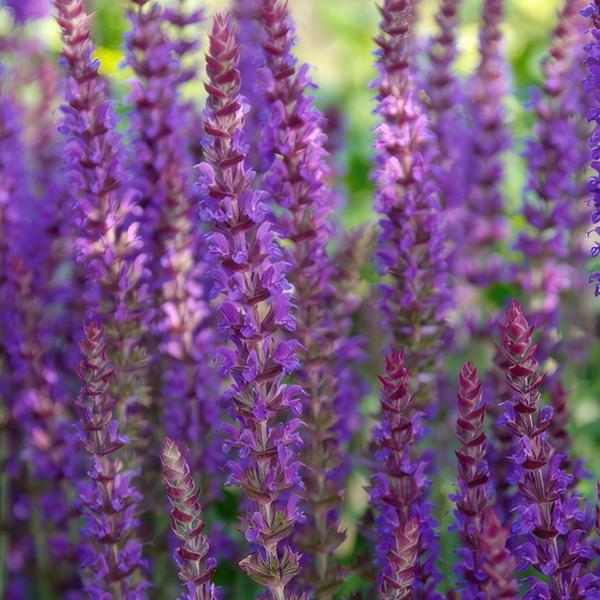 Blüten – Salbei Salvia nemorosa 'Ostfriesland' – ↕10-25cm – Ø9cm – 12 Pflanzen – Lila Blüten von Mai – Juni – Pflegeleichte Staude für Garten & Beete