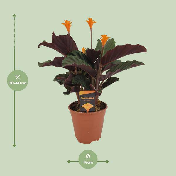 Safran – Korbmarante – Calathea Crocata – Ø14cm – ca. 40cm hoch – Exotische Zimmerpflanze mit auffälligem Blattmuster