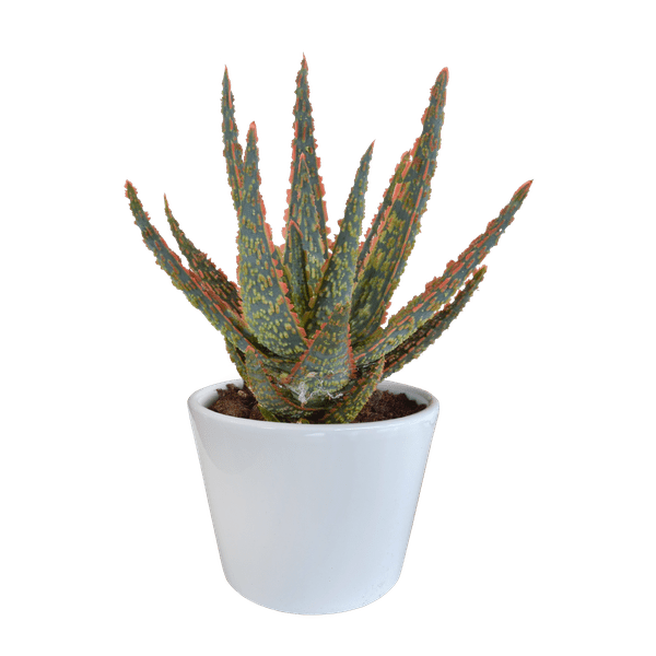 Aloe Zebrina Dannyz – Ø10,5cm Zimmerpflanze im weißen Topf – Sukkulente mit sternförmigen Blättern & orangefarbenen Akzenten