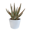 Aloe Zebrina Dannyz – Ø10,5cm Zimmerpflanze im weißen Topf – Sukkulente mit sternförmigen Blättern & orangefarbenen Akzenten