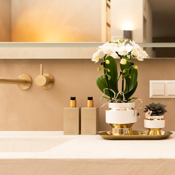 Le Chic Blumentopf Zimmerpflanze Ø9cm mit dekorativem Übertopf – blühende Orchidee für Wohnzimmer, Büro & helle Standorte kaufen