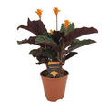 Safran – Korbmarante – Calathea Crocata – Ø14cm – ca. 40cm hoch – Exotische Zimmerpflanze mit auffälligem Blattmuster