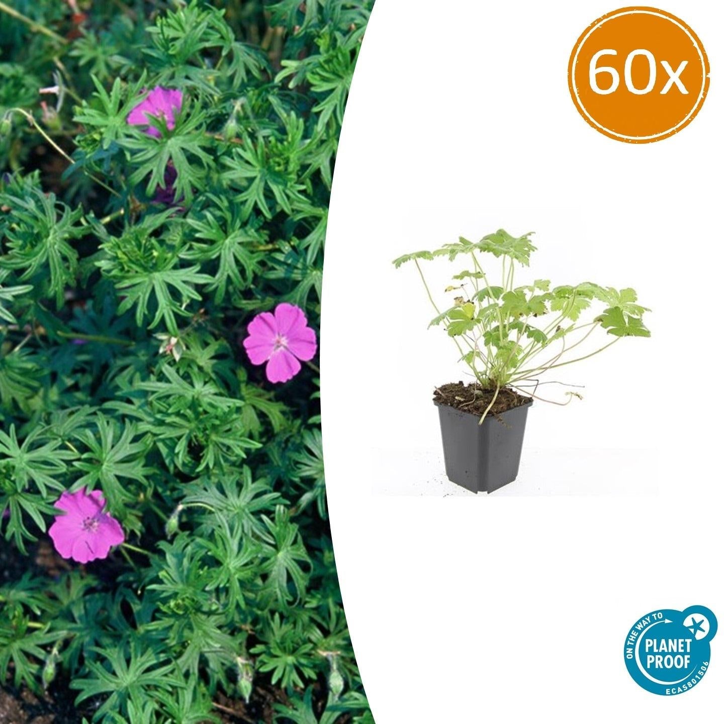 Blut – Storchschnabel Geranium 'Tiny Monster' – ↕10-25cm – Ø9cm – Kompakte, sommerblühende Staude für Beet, Kübel & Bodendecker