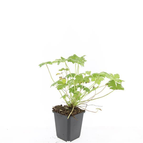 Blut – Storchschnabel Geranium 'Tiny Monster' – ↕10-25cm – Ø9cm – Kompakte, sommerblühende Staude für Beet, Kübel & Bodendecker