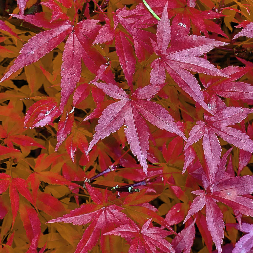 Japanischer Ahorn – Acer palmatum 'Pink Dwarf' – ca. 70cm hoch – Ø19cm – rosa Frühlingslaub – kompakte Balkon – & Gartenpflanze