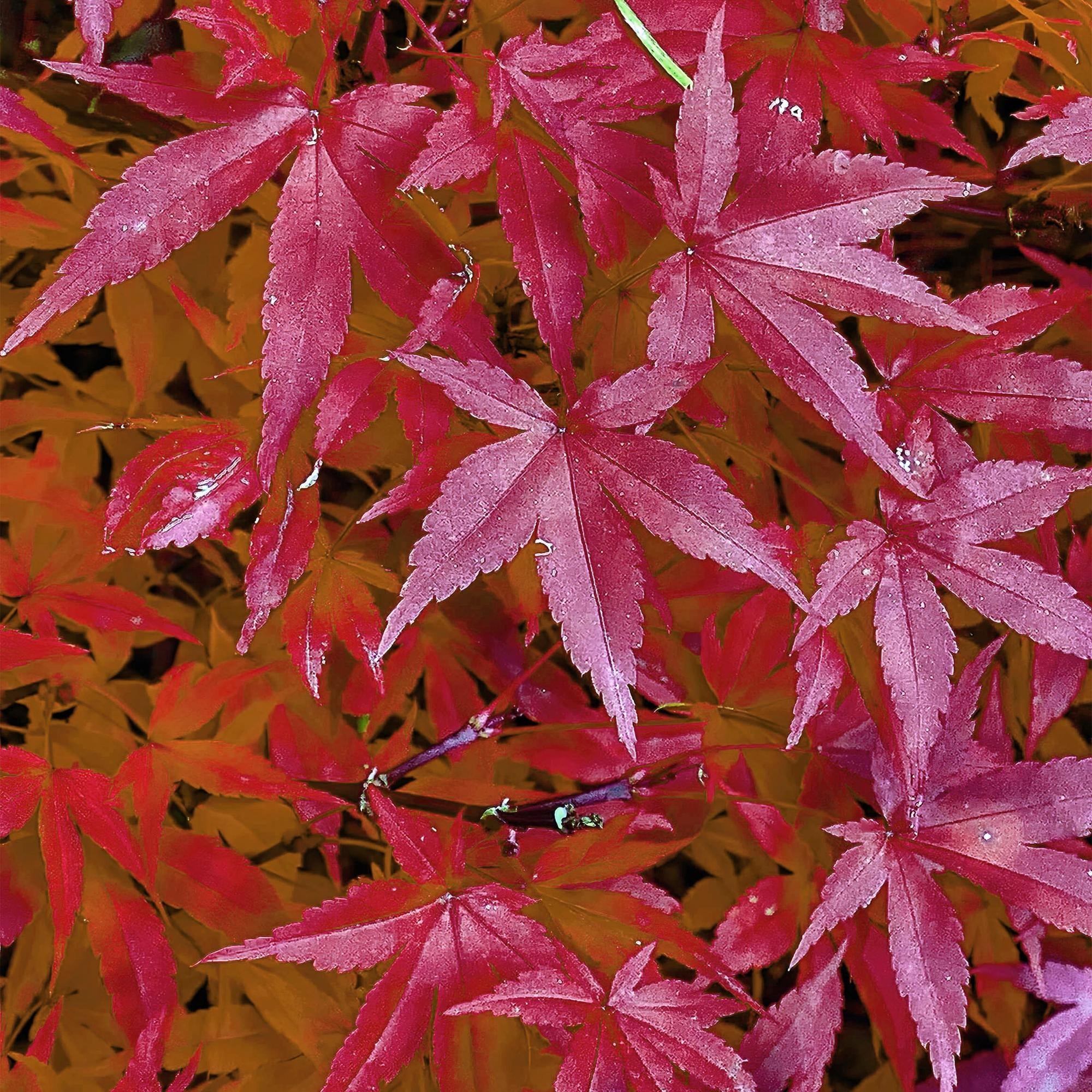 Japanischer Ahorn – Acer palmatum 'Pink Dwarf' – ca. 70cm hoch – Ø19cm – rosa Frühlingslaub – kompakte Balkon – & Gartenpflanze