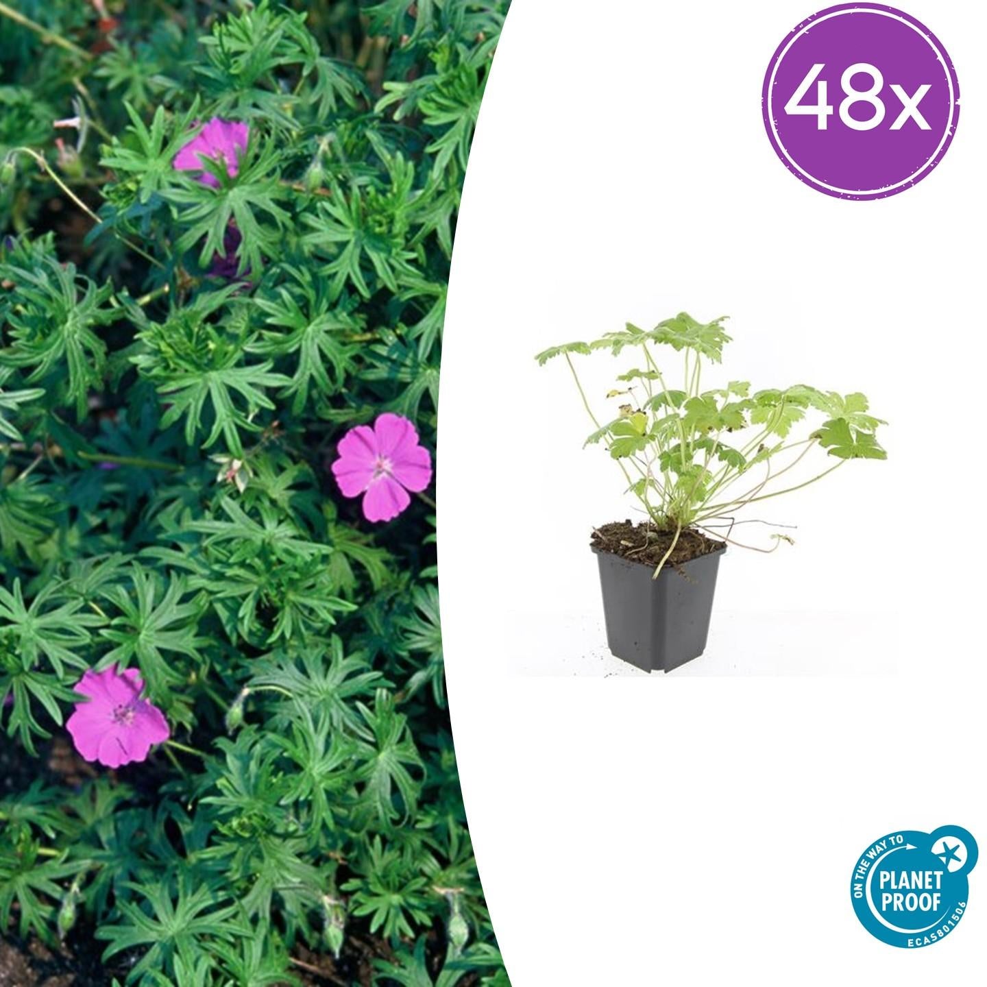 Blut – Storchschnabel Geranium 'Tiny Monster' – ↕10-25cm – Ø9cm – Kompakte, sommerblühende Staude für Beet, Kübel & Bodendecker