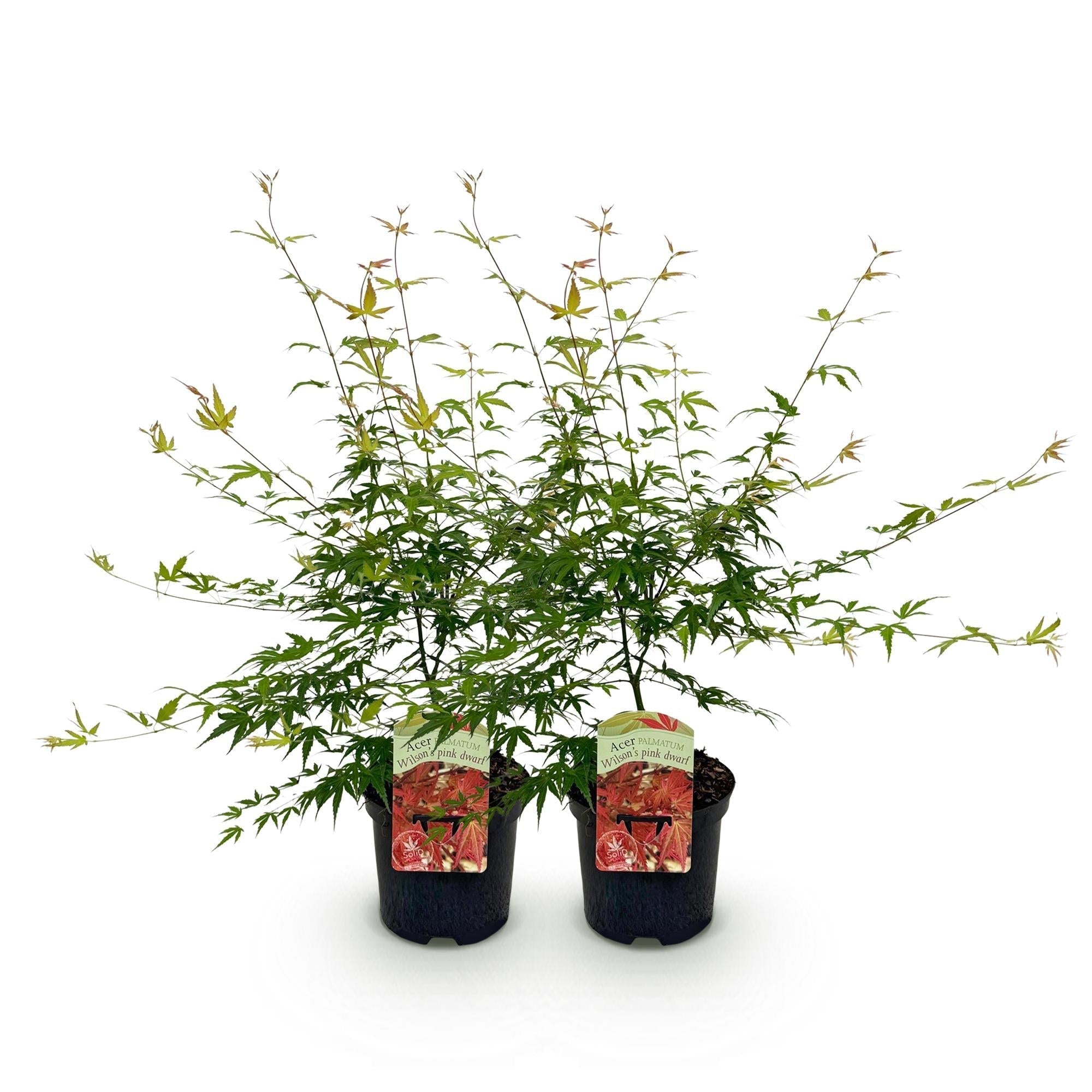 Japanischer Ahorn – Acer palmatum 'Pink Dwarf' – ca. 70cm hoch – Ø19cm – rosa Frühlingslaub – kompakte Balkon – & Gartenpflanze